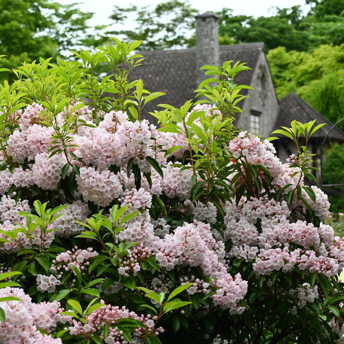 👒✨花咲く箱根✨🌸 🇮🇹箱根ガラスの森美術館✨ ひと雨ごとに花輝く季節✨心を込めて育てられた薔薇🌹が今年も更に美しい✨