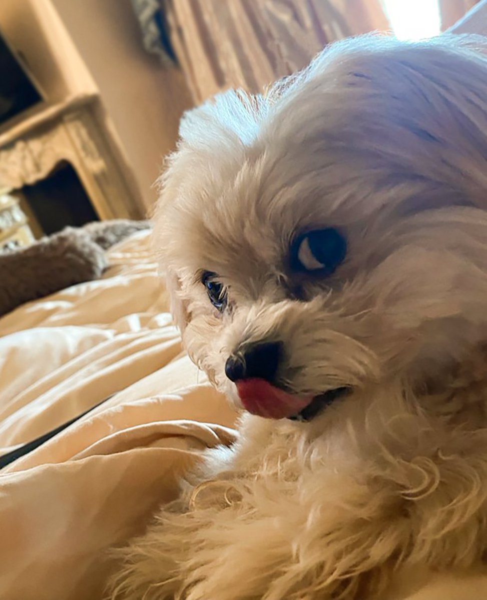AdrienneMaloof's tweet image. How would you caption this photo? 🤗💖 #CaptionThis #DogMom
