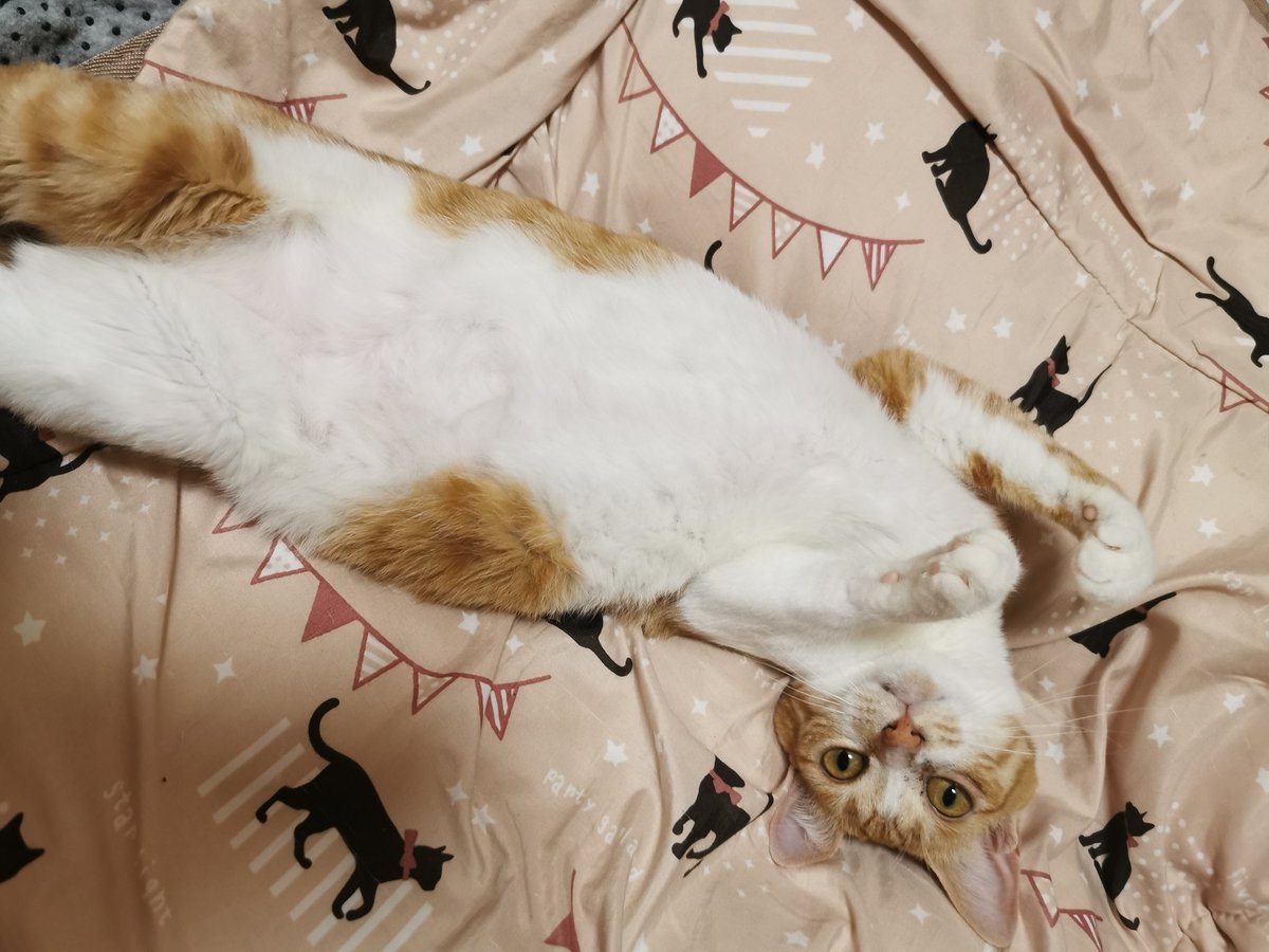 今シーズンの猫の開きの仕上がりは 産地から 形がよく肉厚 近年で最高 と褒める声 魅力的なお腹 2ページ目 Togetter