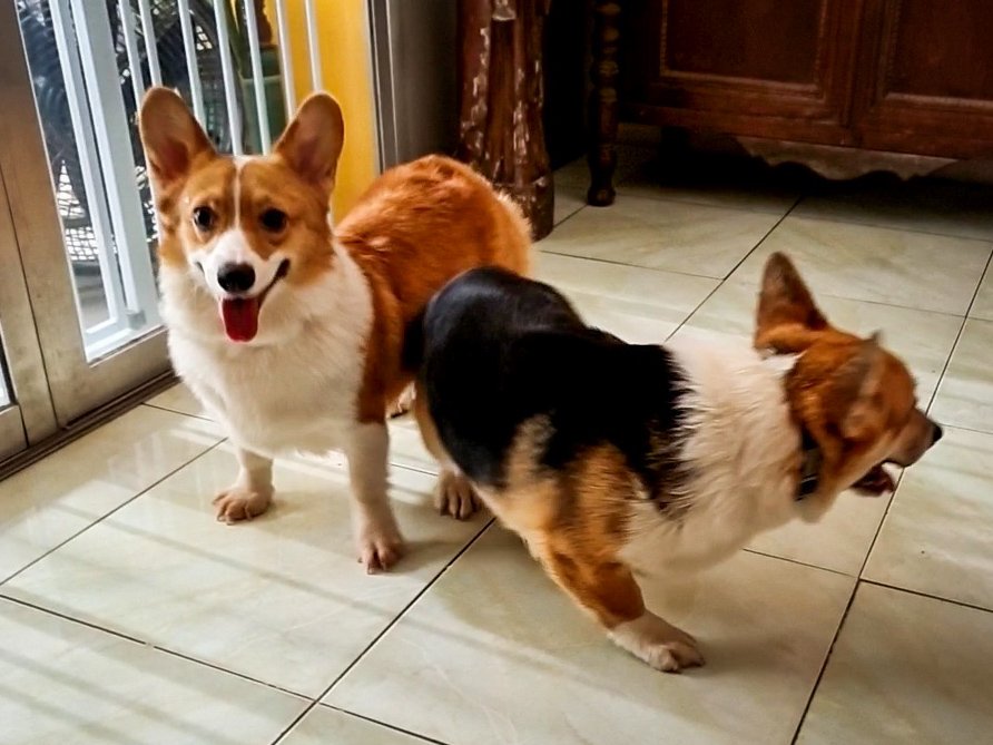 SouthPacCorgis's tweet photo. It's #InternationalCorgiDay! Hello from #PeachesAndCream of South Pacific Corgis! https://t.co/g7K74IX09w