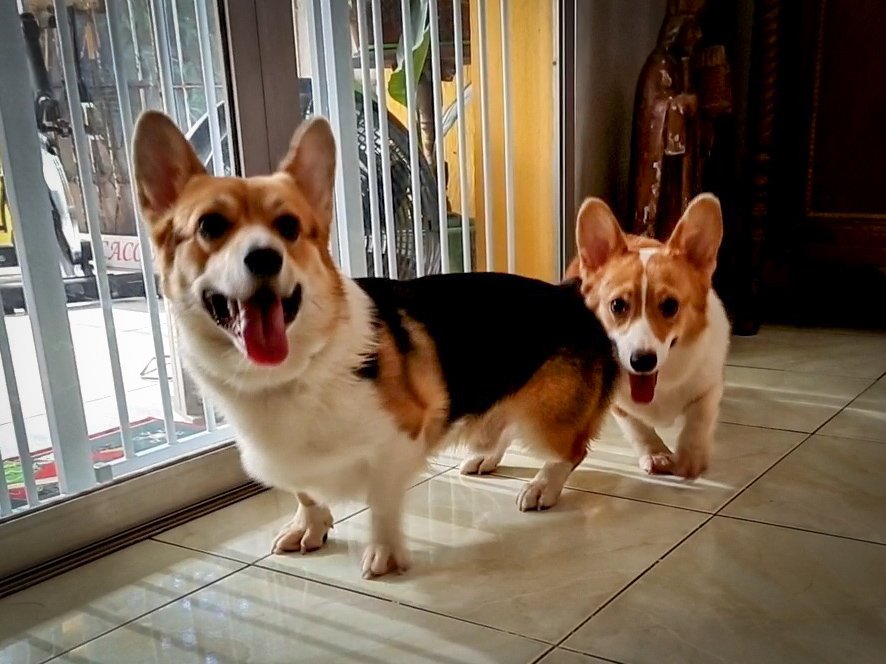 SouthPacCorgis's tweet photo. It's #InternationalCorgiDay! Hello from #PeachesAndCream of South Pacific Corgis! https://t.co/g7K74IX09w