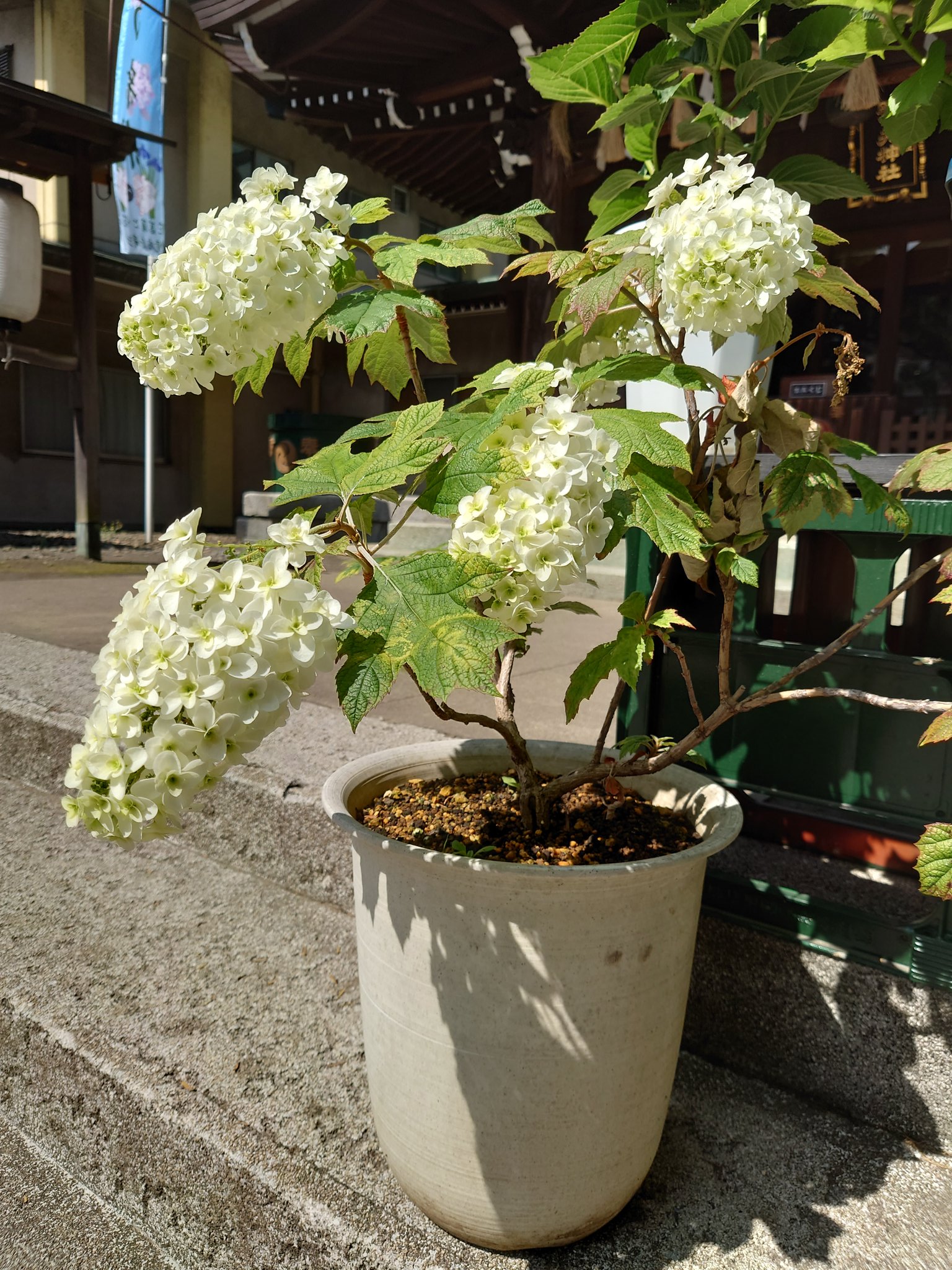磐井神社 カシワバアジサイ 葡萄みたいな形の珍しい紫陽花です 柏の葉っぱに似ていることから名前が付いたそうです 色とりどりの紫陽花 100株 が境内において満開です ご参拝の際に 磐井の新緑をお楽しみ下さい 磐井神社 紫陽花 T