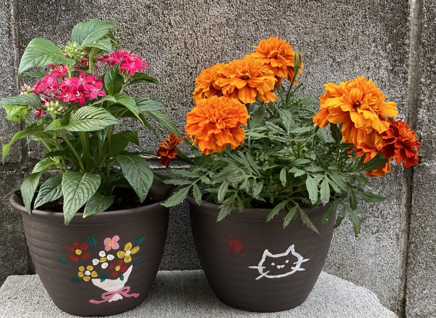 夏の猛暑でも最強 ペンタスの花がら摘みなど3つのお手入れの仕方を解説 月にサボテン