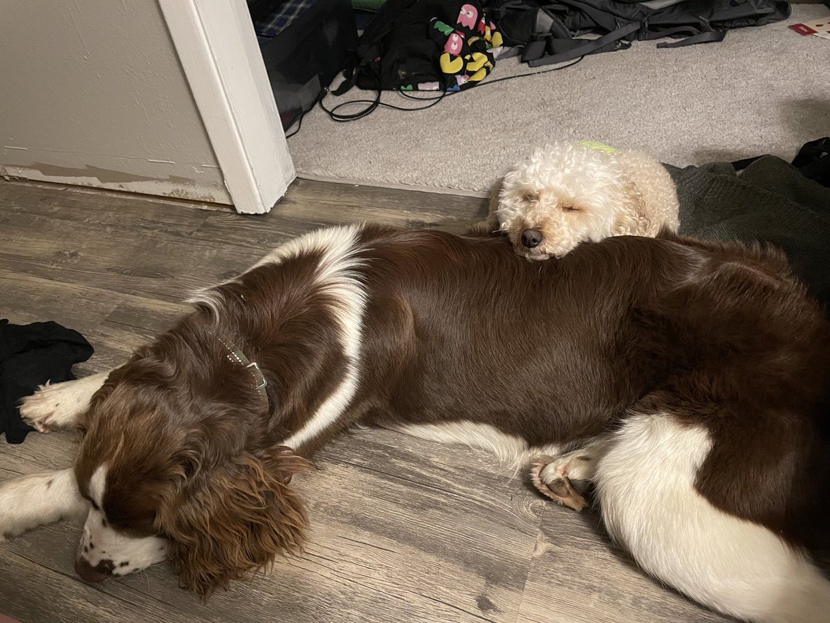 KrystantheRN's tweet photo. Someone explain to me how this sweet, perfect boy and this absolute psychopath can be the same dog. 😂 @beccadenning11 https://t.co/muHrjjlsf2