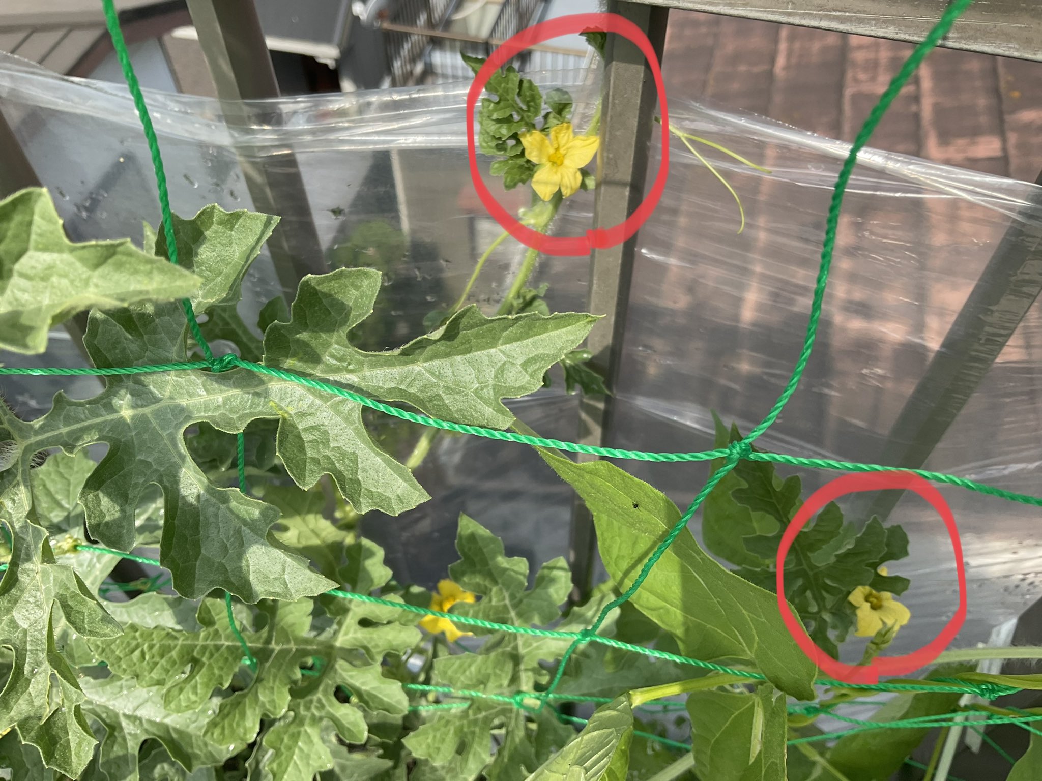 西豊田学区地域支え合い体制づくり実行委員会 小玉スイカの子ヅルに雌花 が2個咲いていました モンシロチョウが飛んでいて花粉を運んでくれているようですが 念のため雄花を摘んで人工授粉をしました 親ヅルに今の所雌花 が1個あり これでようやく雌花は3