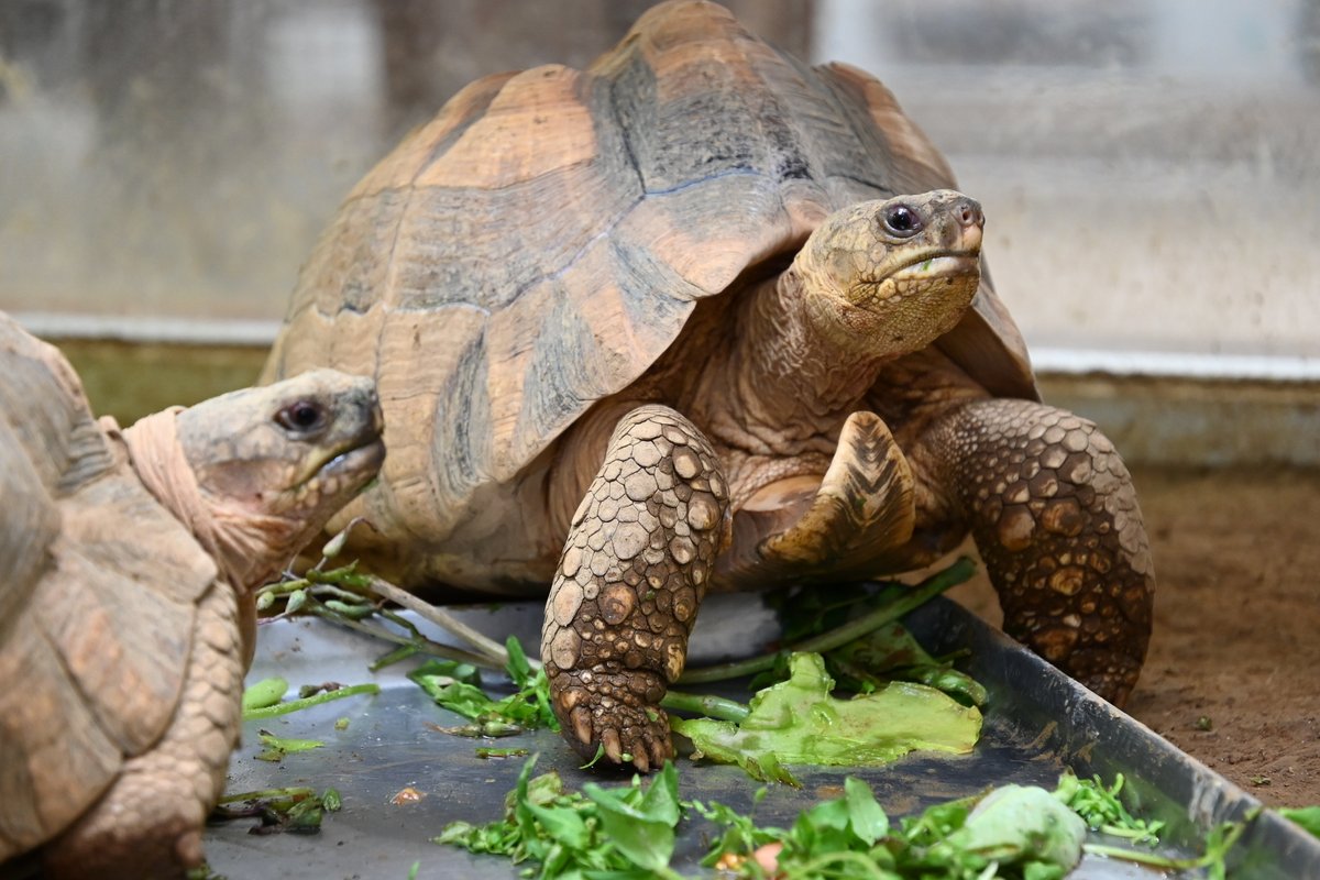 6月5日 は 環境の日 そして今月は 環境月間 です 野毛山動物園で暮らす動物の中には 故郷 野生 で生息環境が奪われ 絶滅が危ぶまれている動物がたくさんいます アカエリマキキツネザル グレビーシマウマ カグー ヘサキリクガメ 野毛山動物園 環境の日 6月5日 は 環境の日 そして今月は 環境月間 です 野毛山動物園で暮らす動物の中には 故郷 野生 で生息環境が奪われ 絶滅が危ぶまれている動物がたくさんいます アカエリマキキツネザル グレビーシマウマ カグー ヘサキリクガメ 野毛山動物園 環境の日