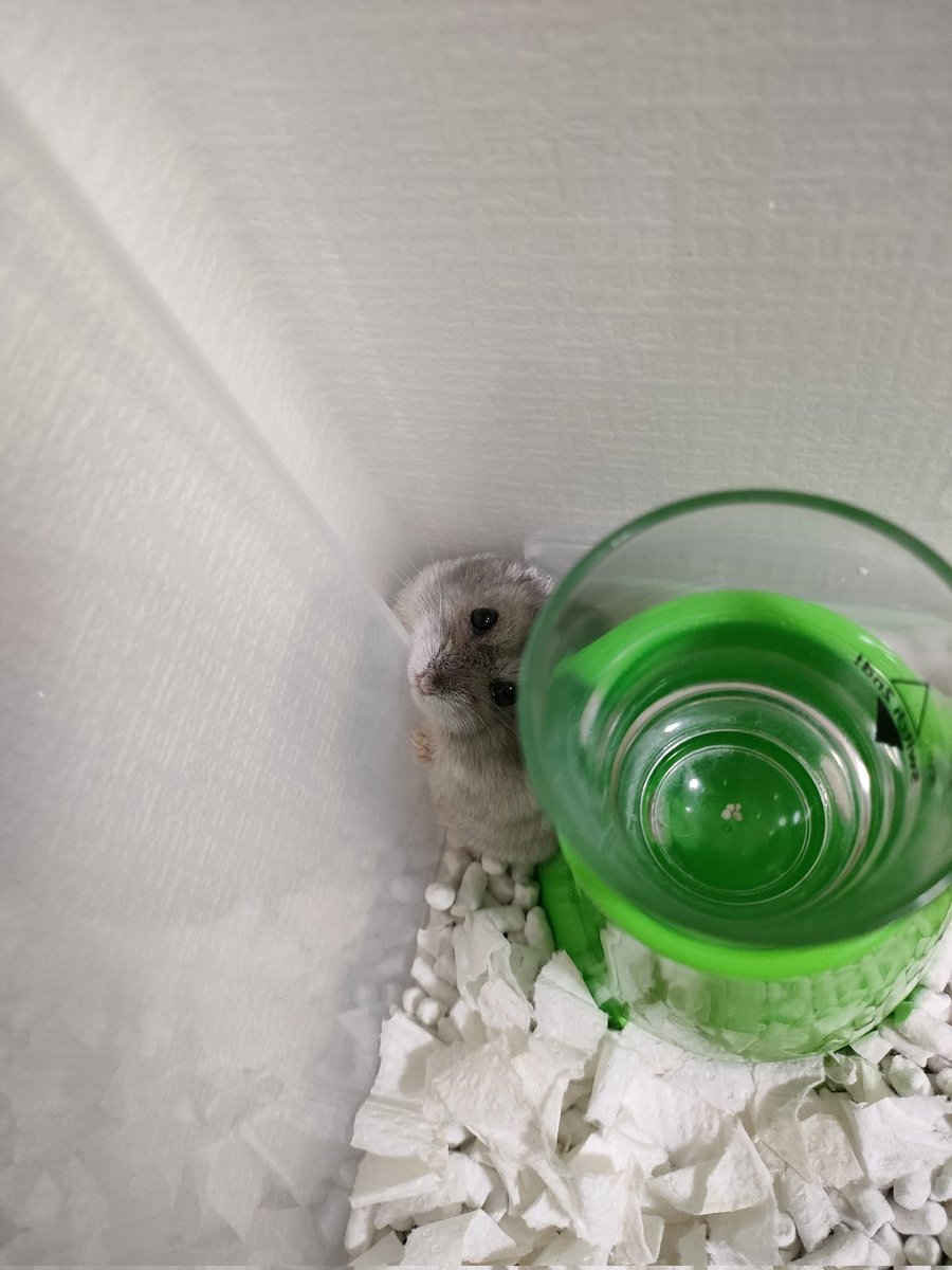 絶対自分のこと可愛いってわかっている確信犯だな🐹あざといよ、リリーちゃん！＃ハムスター #ハムスターのいる暮らし #ハムスター部 #ハムスター好きと繋がりたい #ハムスターのいる生活