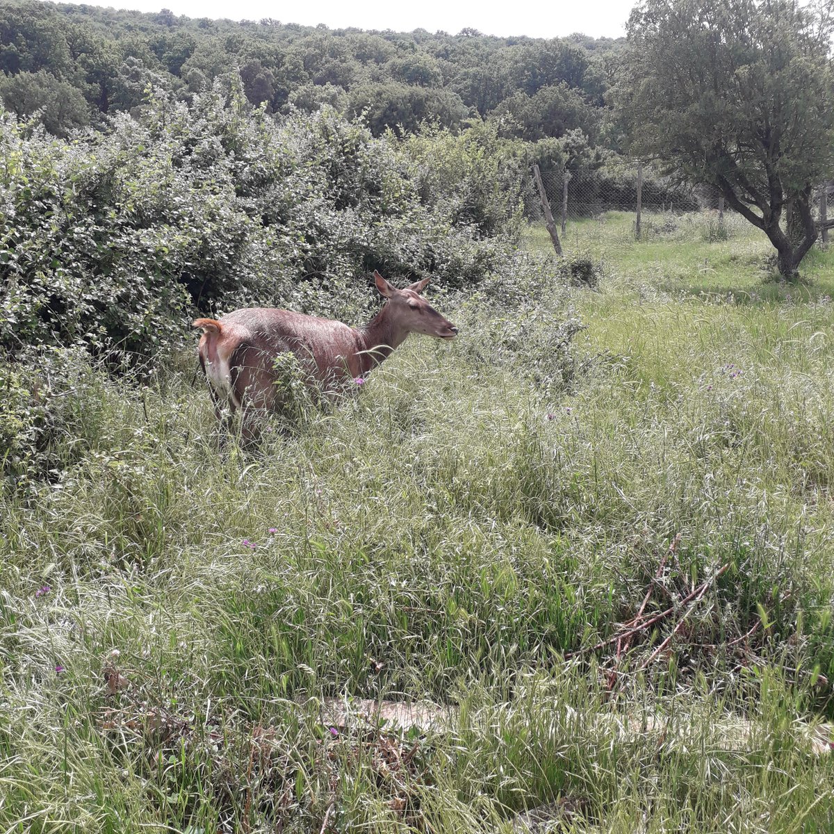 EFERCHICHI's tweet photo. #WorldEnvironmentDay2022 
#save our only planet🌍 for today and #newgenerations lives
🇹🇳 GEF SGP of UNDP is proud to support 3 new enthusiastic local projects to save #biodiversity &amp; #babary deer and combat #climate change
#30thanniversary of GEF SGP https://t.co/u4EIKTXRmY