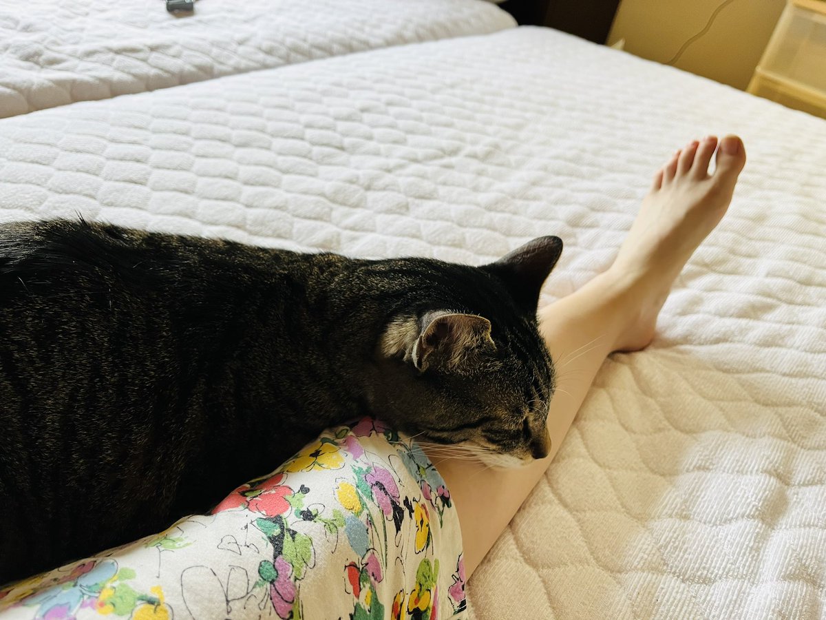 TigerKittyNyaa's tweet photo. 久々のぼくです🐾

ママさんがおやすみの日はべったりするんだー！

#猫 https://t.co/Ogxy0aTjVr