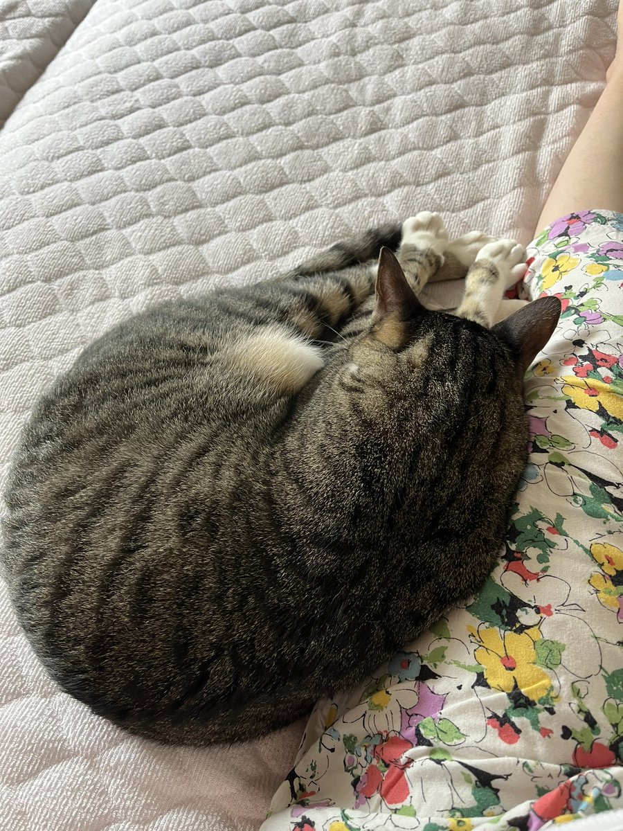 TigerKittyNyaa's tweet photo. 久々のぼくです🐾

ママさんがおやすみの日はべったりするんだー！

#猫 https://t.co/Ogxy0aTjVr
