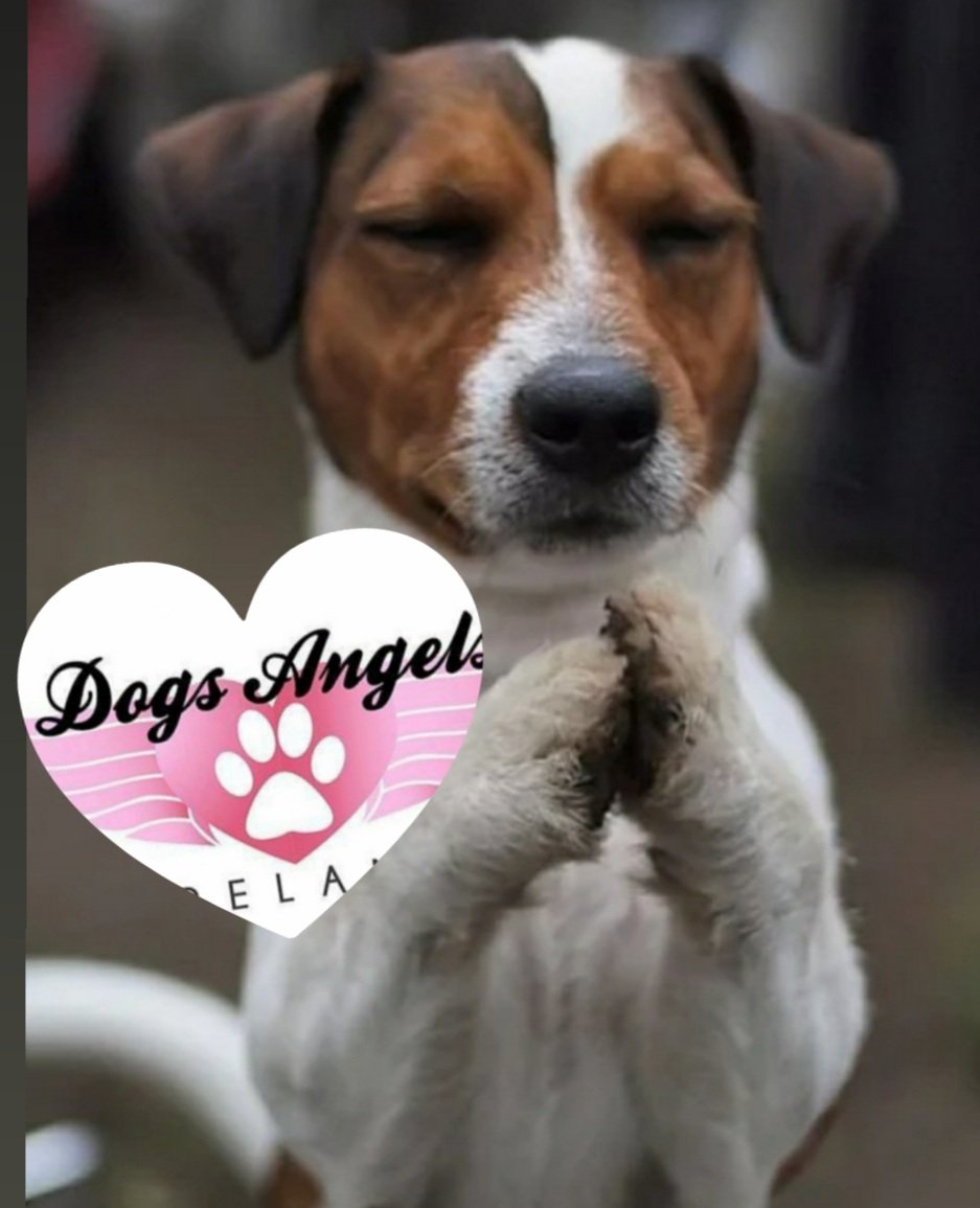 We so need to raise funds for the dogs in our care. If anyone can help we would be so grateful paypal.com/donate/?cmd=_s… #dogsangelsireland