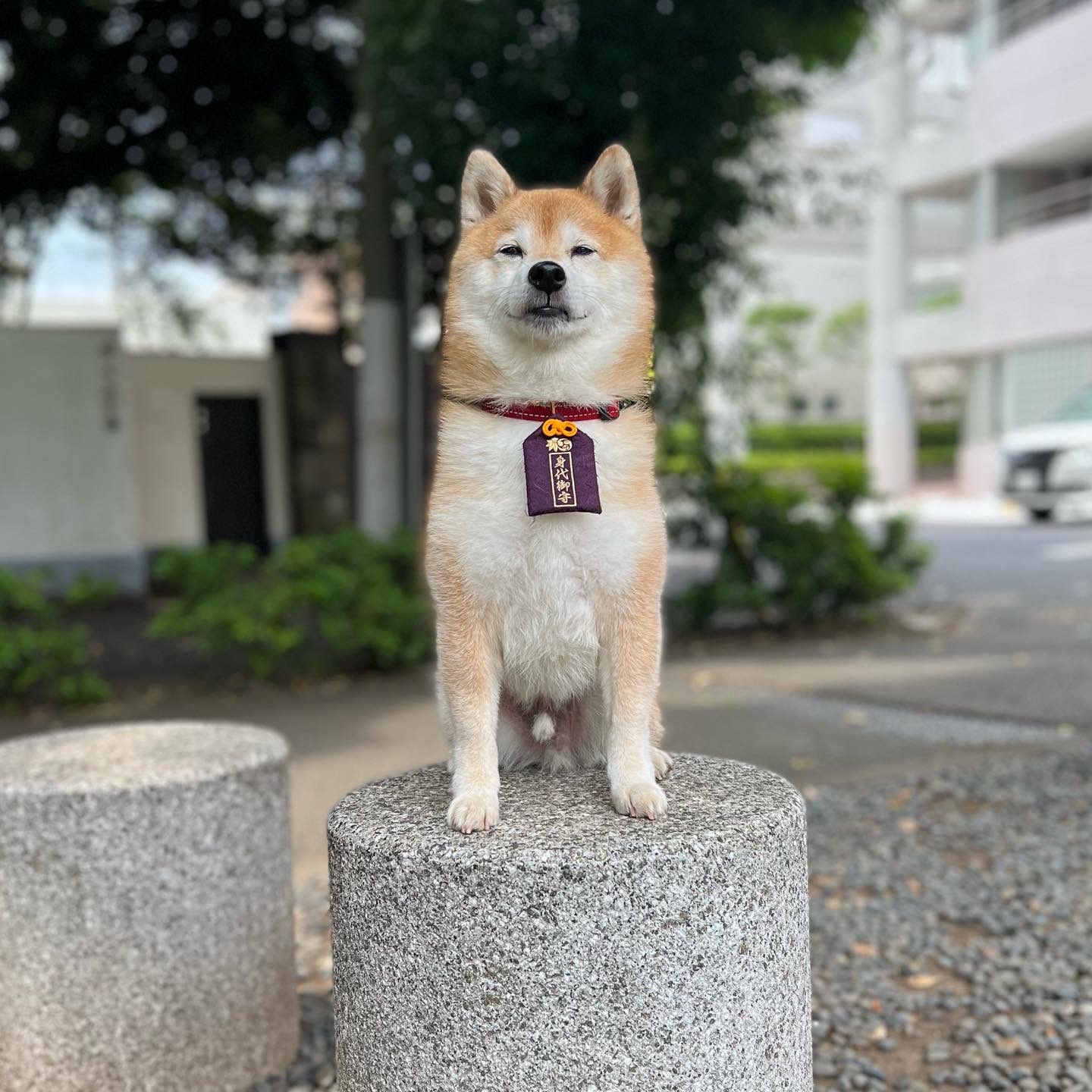 アニマルプロ 動物プロダクション 公式 今日は柴犬の豆三郎さんと撮影です 忠犬マツ公 風にきめてみました 終わったらいつもの素敵なスマイルの豆三郎さんでした アニマルプロ 豆三郎 ナンバmg5 松 T Co Esoupwatmb Twitter
