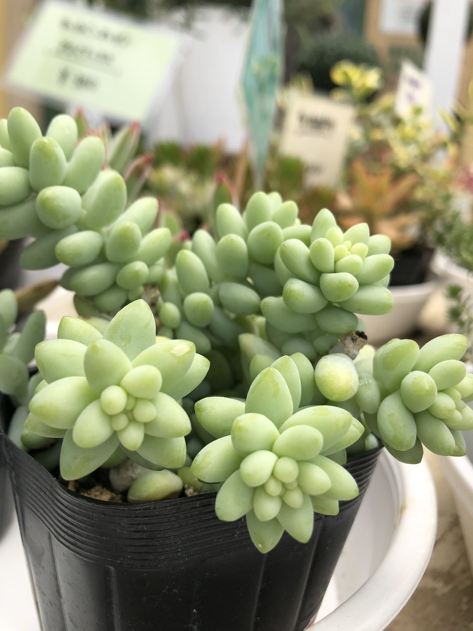 あおいフローリスト Aoi Florist Twitter