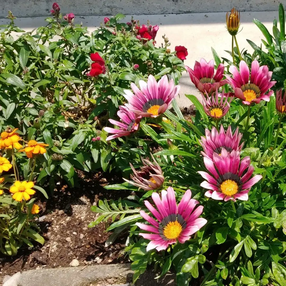 oneshot3588's tweet photo. #夏の花
#春の花(パンジーやビオラなど)から #夏の花(#ガザニア、#日々草、#ペチュニアなど)へ植え替えました❗
花に癒されているので、成��が楽しみです😌💓

#ガーデニング
#花
#癒し https://t.co/pmsJ71StCF