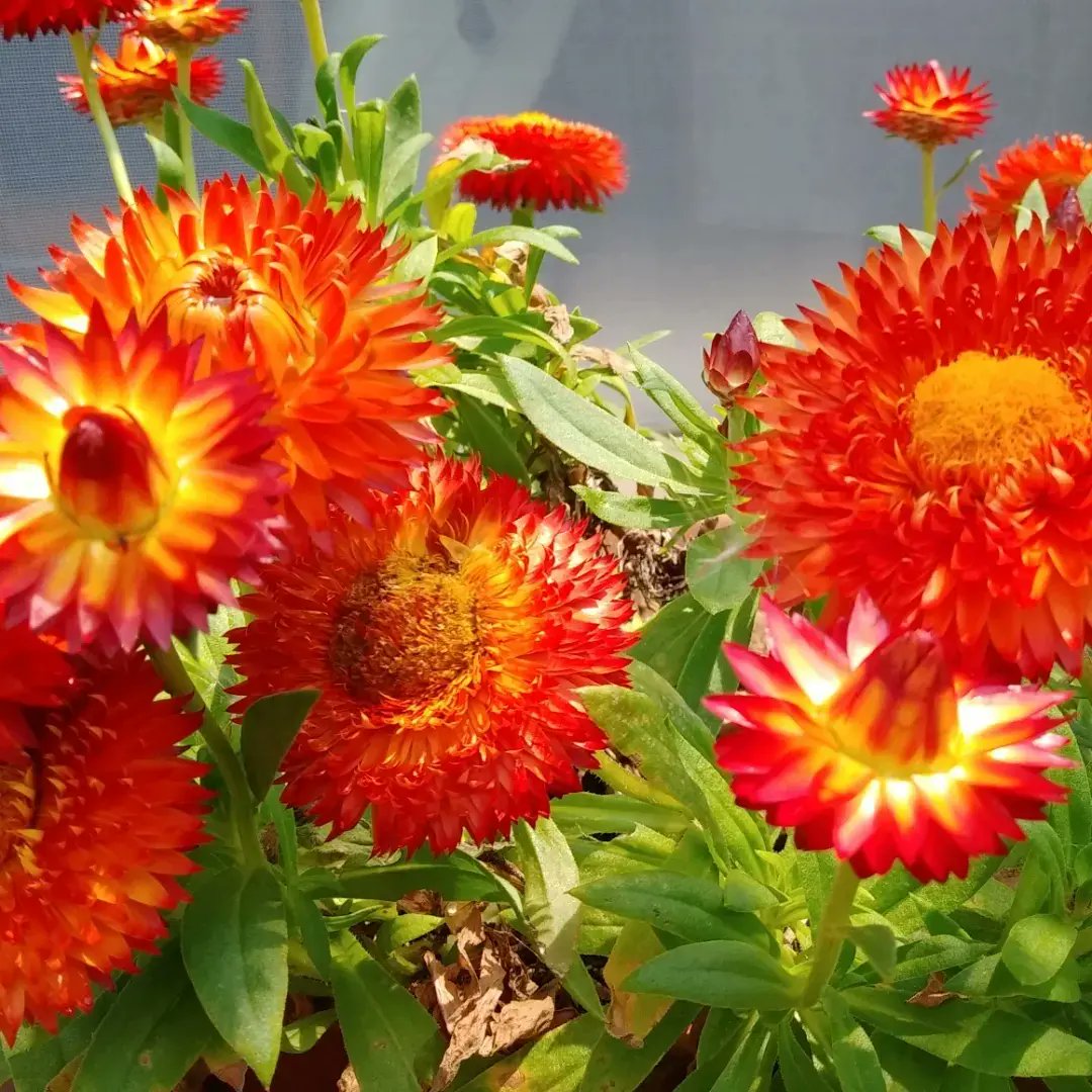 oneshot3588's tweet photo. #夏の花
#春の花(パンジーやビオラなど)から #夏の花(#ガザニア、#日々草、#ペチュニアなど)へ植え替えました❗
花に癒されているので、成��が楽しみです😌💓

#ガーデニング
#花
#癒し https://t.co/pmsJ71StCF