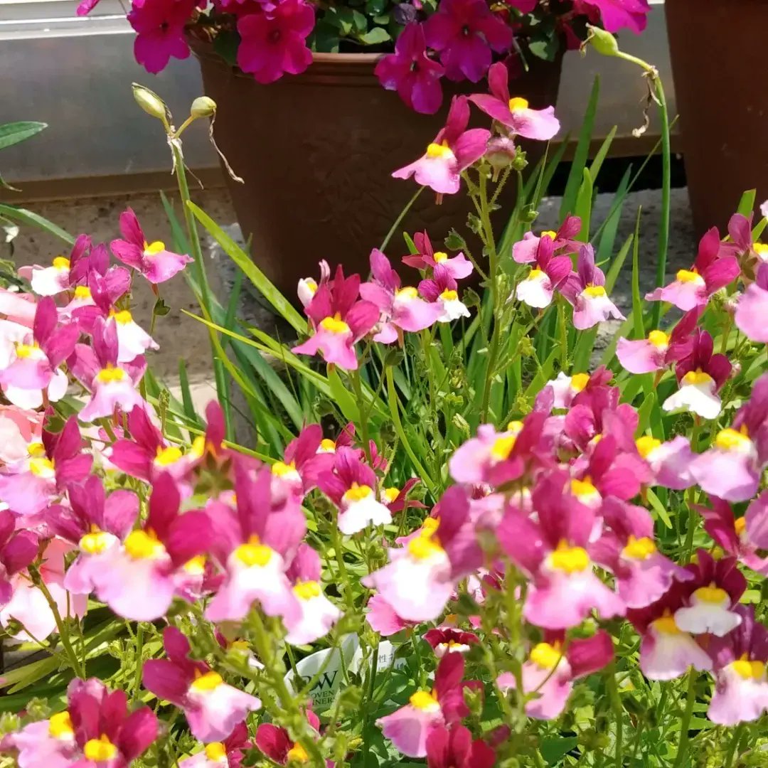 oneshot3588's tweet photo. #夏の花
#春の花(パンジーやビオラなど)から #夏の花(#ガザニア、#日々草、#ペチュニアなど)へ植え替えました❗
花に癒されているので、成��が楽しみです😌💓

#ガーデニング
#花
#癒し https://t.co/pmsJ71StCF