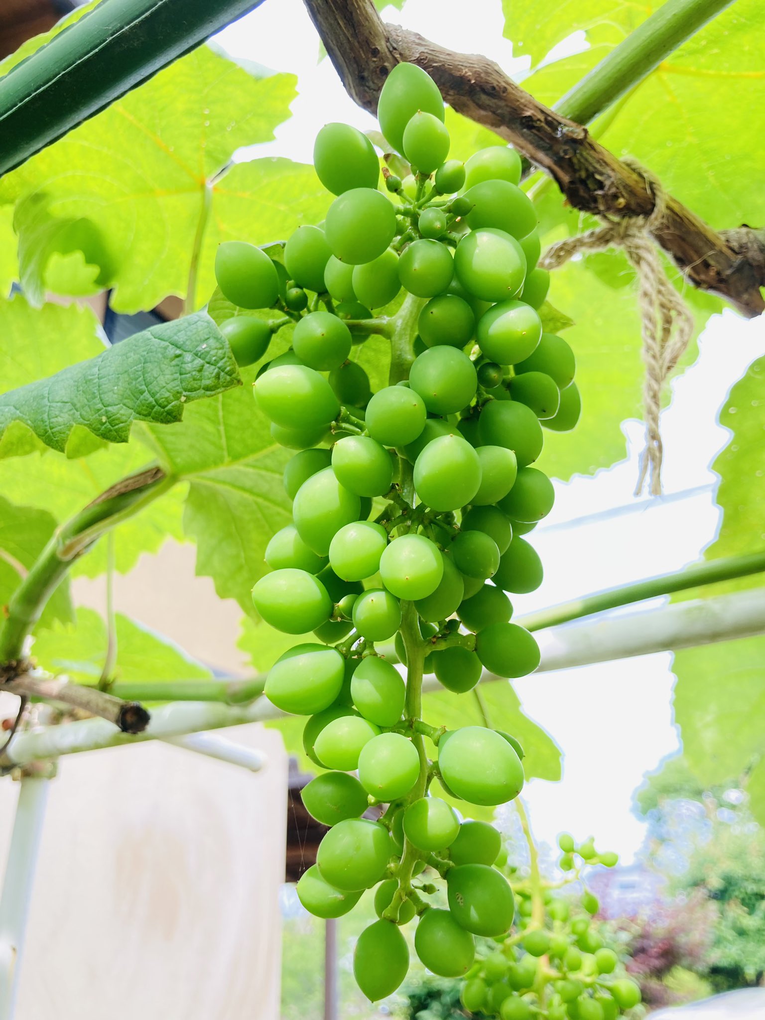 よしを ぶどうの成長 定期 庭植えナイアガラ ぶどう15房の実の摘粒をやったよ この作業はホント難しい もっと沢山ある農家ｻﾝ凄い 写真は作業前後の比較だよ ᴗ و ナイアガラ 果樹 庭植え T Co ye72jxcn