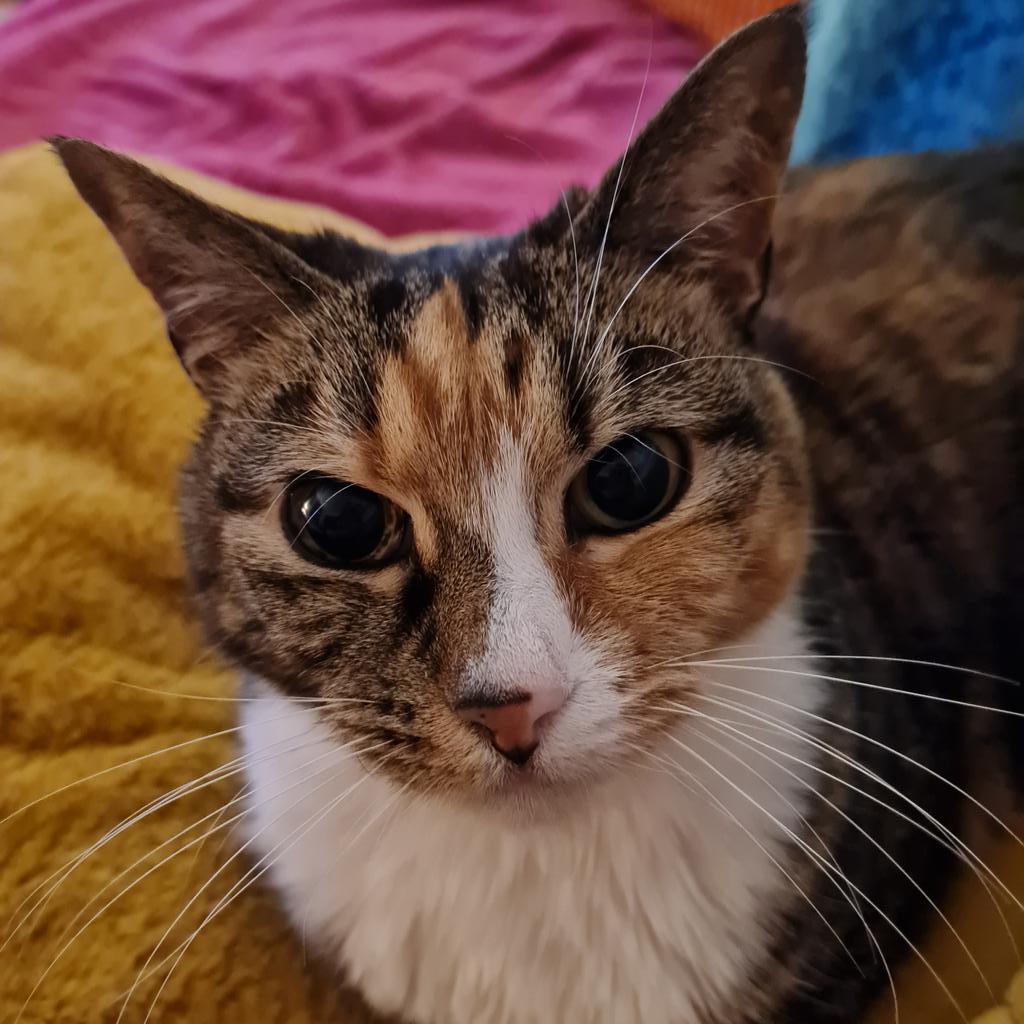 🌱🐈🐈‍⬛Sarah🐔🐔🐔🐔🐔🐔🐔 tweet media