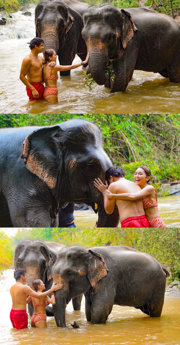 yang 🌻🐘 tweet media