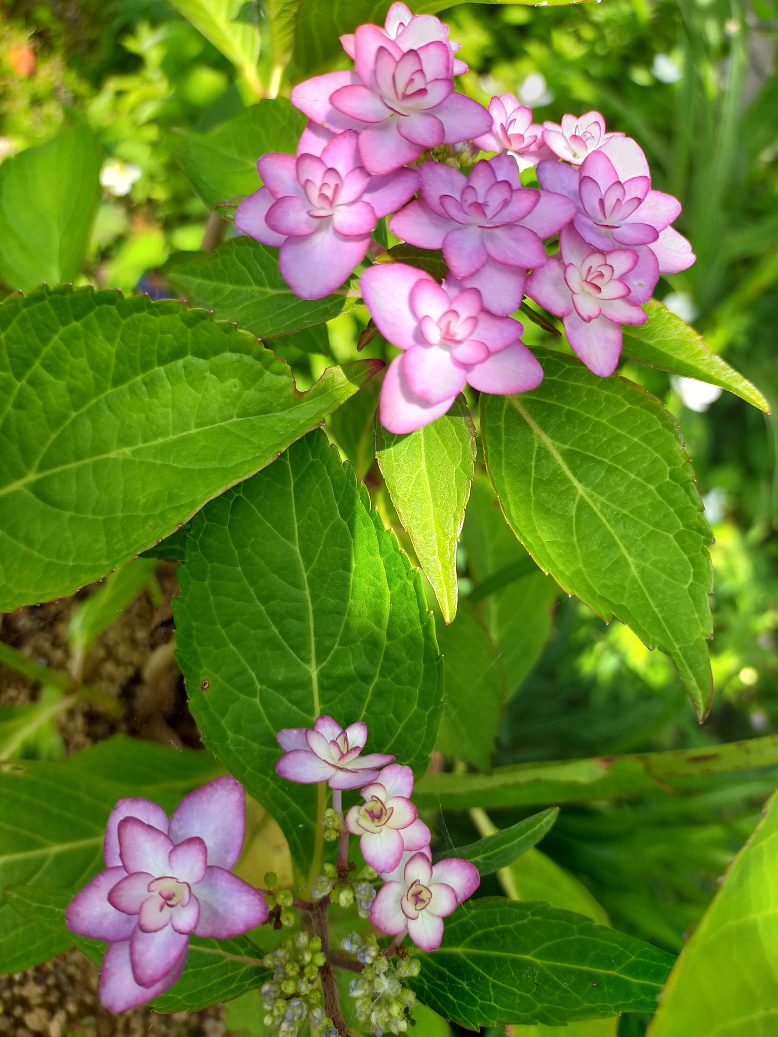 تويتر 元気で花子 على تويتر 今日の花は紫陽花から ひな祭り 紫陽花の花言葉には 小さな花が集合していることから 家族団らん の意味があります 世界中が家族団らんになればいいね 日本国憲法前文を大事にしよう 選挙で意思表示 T Co