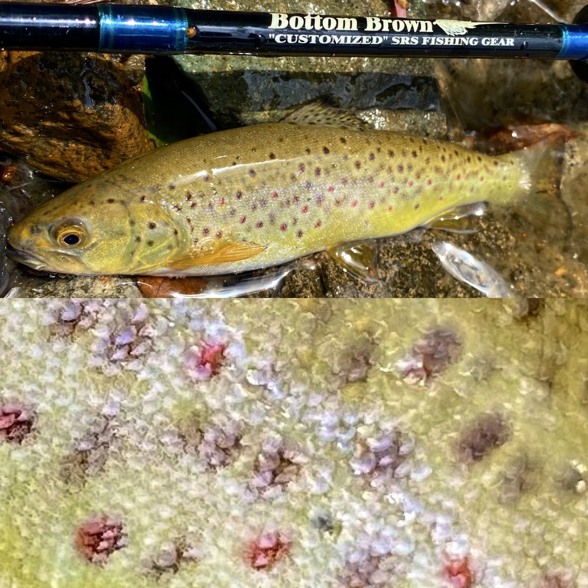 sculpinolive's tweet photo. 昨日は朝から定時まで引き倒して、針掛かりしたのはこの稚魚ブラ1尾のみ…💦
疲れMAX、本日廃人😣
山下りて山泉楼で〆て帰宅🚙
#フライフィッシング
#中禅寺湖
#中禅寺湖釣り
#SRSFISHINGGEAR
#capturd
#ブラウントラウト
#browntrout
#山泉楼
#広東麺
#ラーメン
#餃子 https://t.co/6y7NcU4wfF
