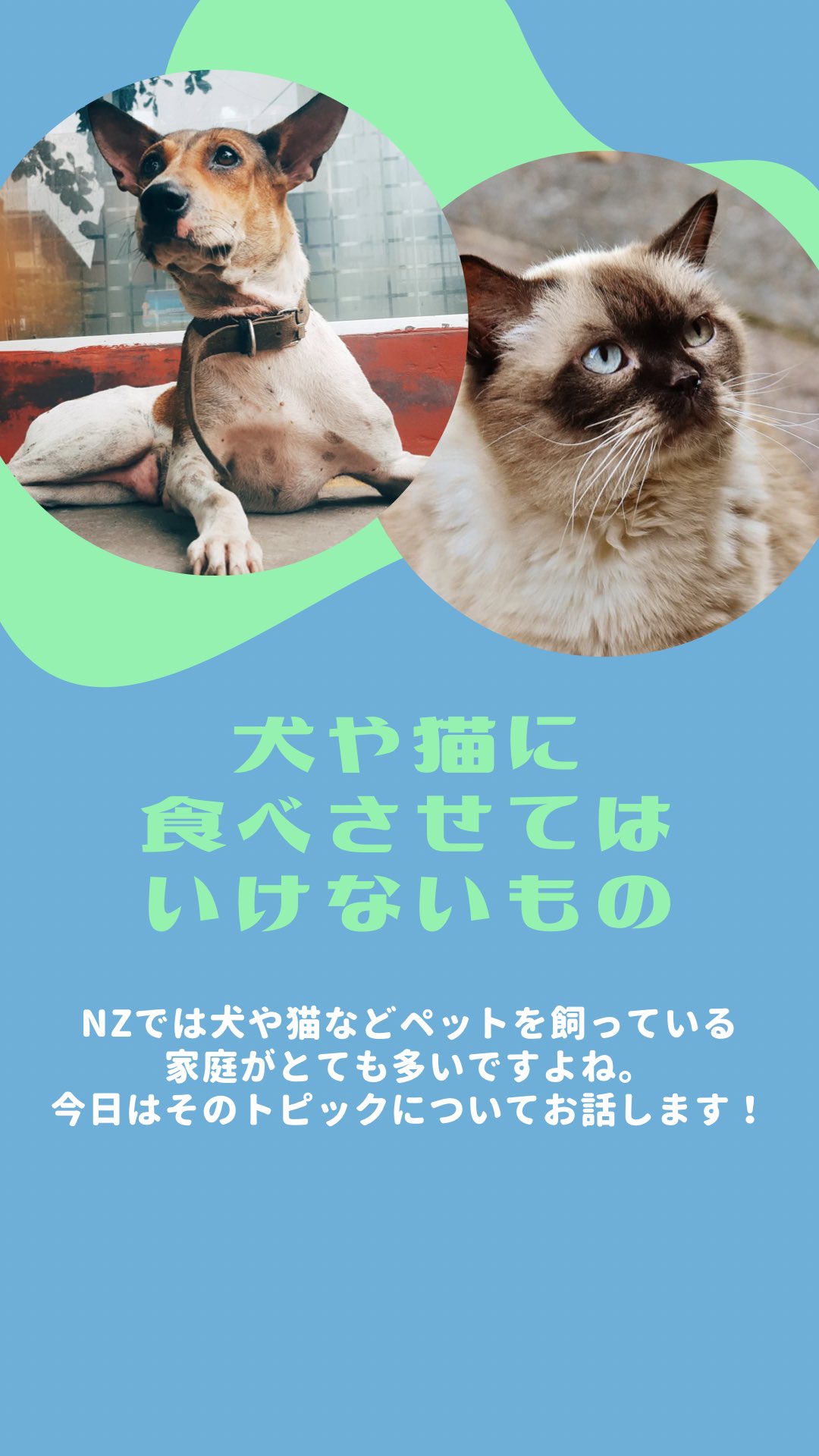 Kahori Nzdaisuki Com おはようございます さて 今日のトピックはこちら ぜひ Or して 皆さんに共有してみて下さいね Nzdaisuki 留学 海外生活 ワーホリ ニュージーランド 猫 犬 ペット 食べさせては いけないもの T Co