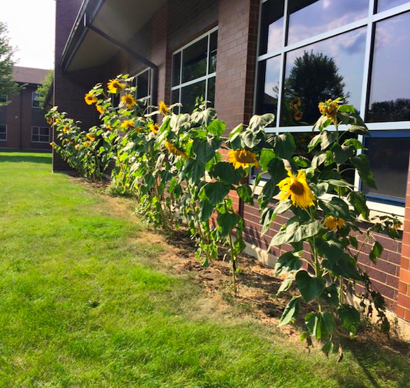 Just as sunflowers grow from darkness towards the light, we too must constantly move from hopelessness to hope. Thank you to our amazing #HopeHeroes at Woodland Intermediate School for sharing their #GardenForHope and activating hope in their community 🌻