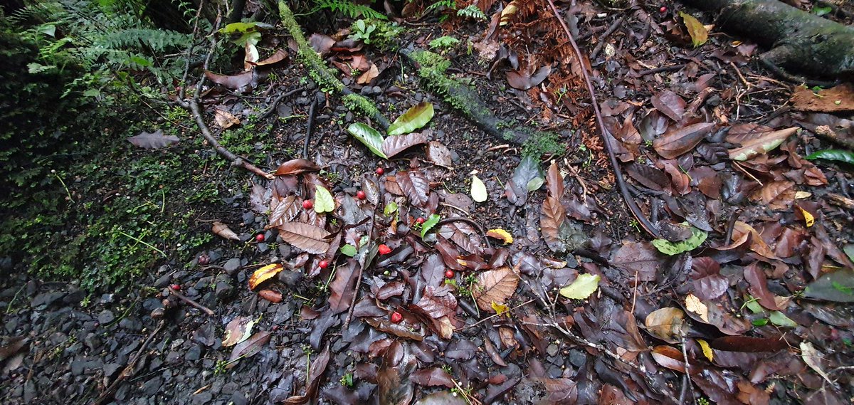 Spot the truffle-like fungi!