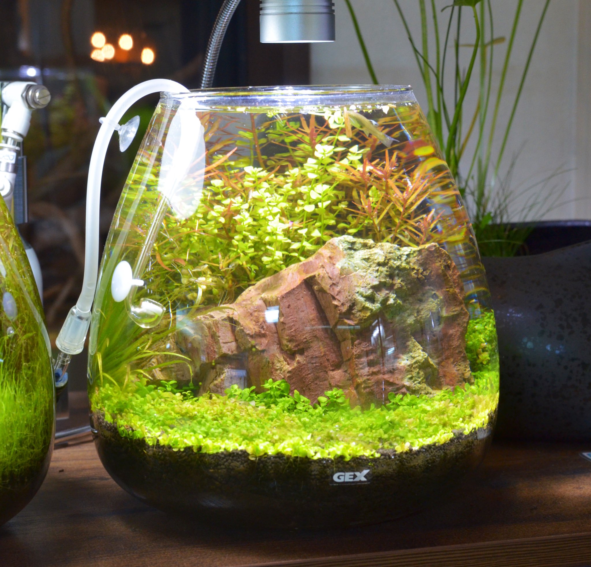 アクアリウムショップ Breath Pa Twitter ミニグラスで水草レイアウト グラスアクアリウム ボトルアクアリウム Miniaquarium アクアリウム T Co Xsgzyp010k Twitter