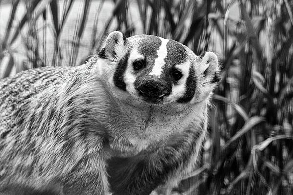 FinePhotoArt's tweet photo. New artwork for sale! - "Help Me" - https://t.co/UZ2Qbxkt19 @fineartamerica https://t.co/S4LWJoCDeK