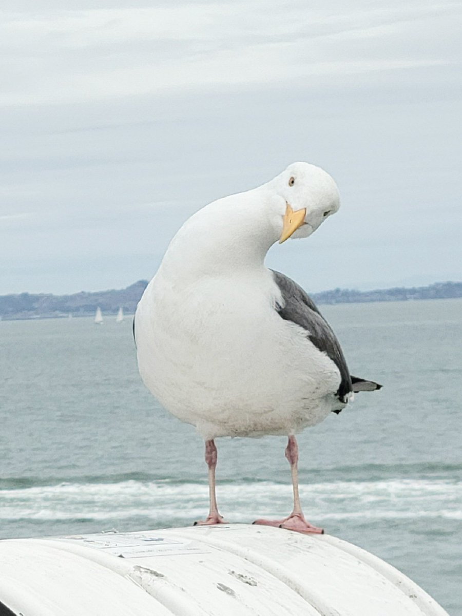 camronghia's tweet photo. You talkin' to me? #seagull https://t.co/CrcCJ5Uf4T