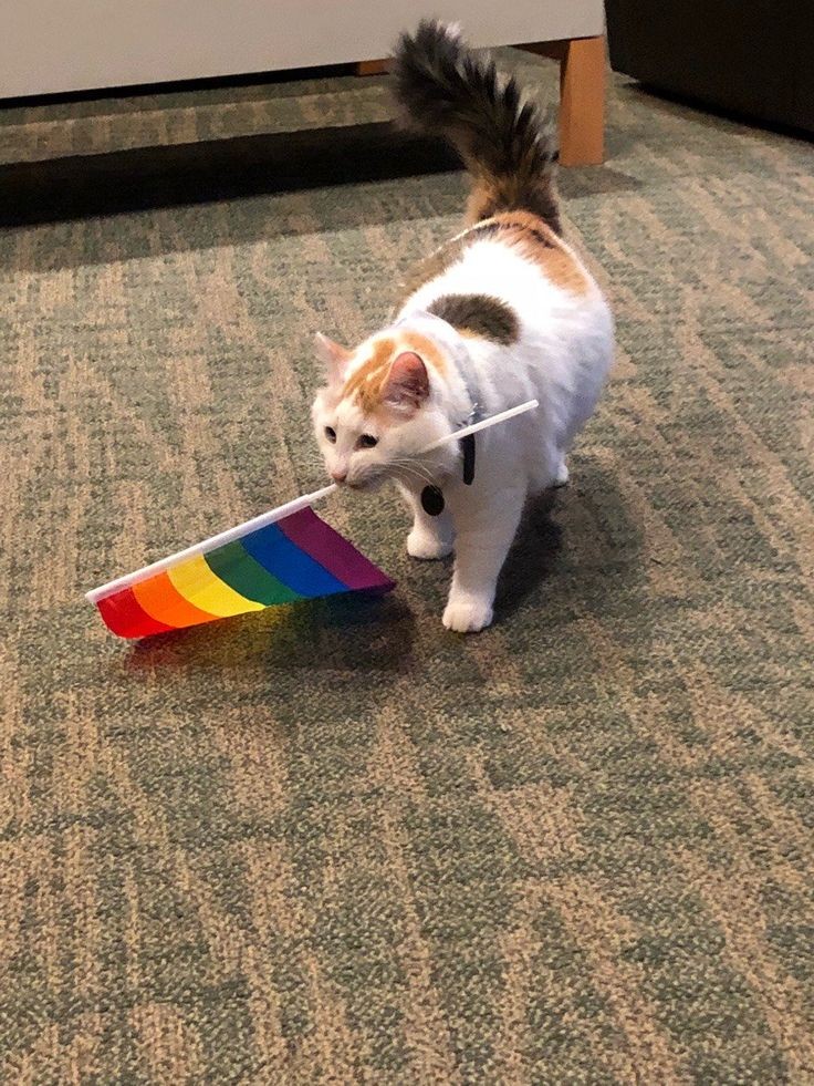 capeletinistas's tweet photo. aprovechando que estamos en el mes del orgullo LGBTQ+, cuál es su orientación sexual y genero? https://t.co/wfe4TSaq9l