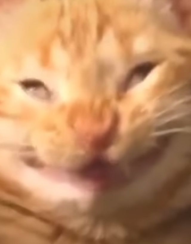 DizayJay's tweet photo. @catsaidwhat Good luck all y'all 💓💓💓 https://t.co/hJ6ziBkYd3