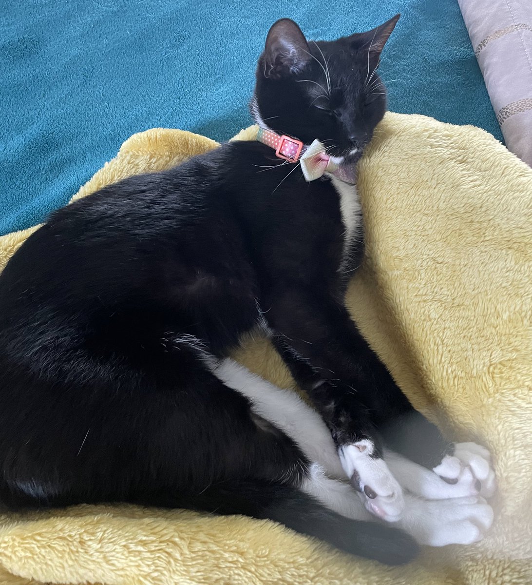 The best sleeping position #CatsOfTwitter #CatsofTwittter