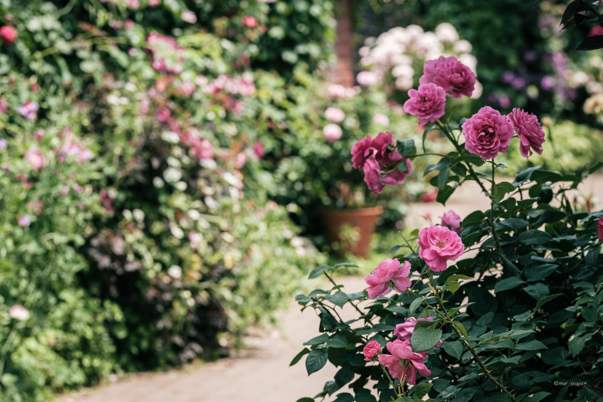 薔薇を撮り続ける