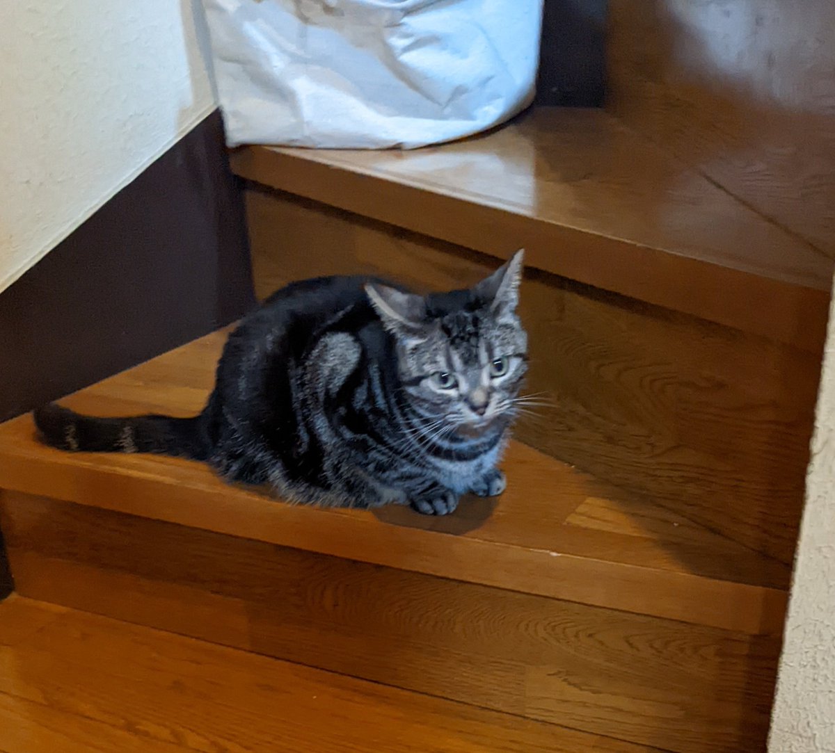 el_main_P's tweet photo. おはよう、こんにちわ、なのだな。

#メインクーン
#アメリカンショートヘア https://t.co/ZEo6n337QS