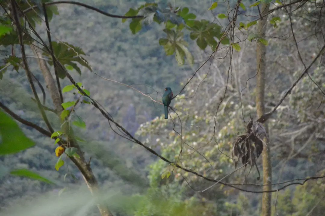 WVuelo's tweet photo. Otra actividad de gran importancia para Bolivia fue el Global Big Day. 🌎🐦🦜✔

El equipo de WEV se fue para Zongo con La Paz Ciudad Del Cielo  y Club Ornitológico de La Paz "Cóndores" .
#wev
#wawasenvuelo
#Bolivia
#GlobalBigDay2022 https://t.co/Qsxl07WKsA