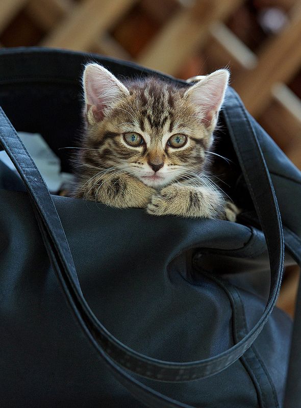 SusiCici1's tweet photo. Good Morning 😻
#TwitterFriends
#HappySunday
#StaySafeStayHealthy
#Beakind
*✿❀ ᴴᵃᵛᵉ ᵃ ᵖᵉᵃᶜᵉᶠᵘˡ ˢᵘⁿᵈᵃʸ ❀✿* https://t.co/hvHTnlpdVB