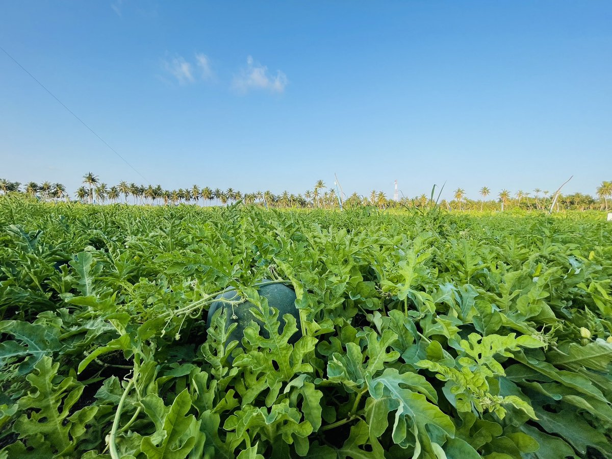 Thoddoo island #thoddoobeachholidayinn #thoddoo #maldives