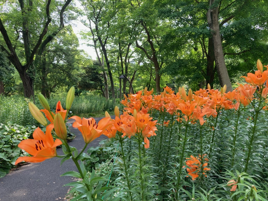 都立日比谷公園 Hibiya Park Tokyo 園長の採れたて情報 次々とユリ が咲き出し 花数が増えてきました 雲形池周辺では 28種のユリがご覧いただけますが 品種により見頃の時期が異なるので 花の数が一番多いのは6月中旬 下旬と予想しています ロープ柵
