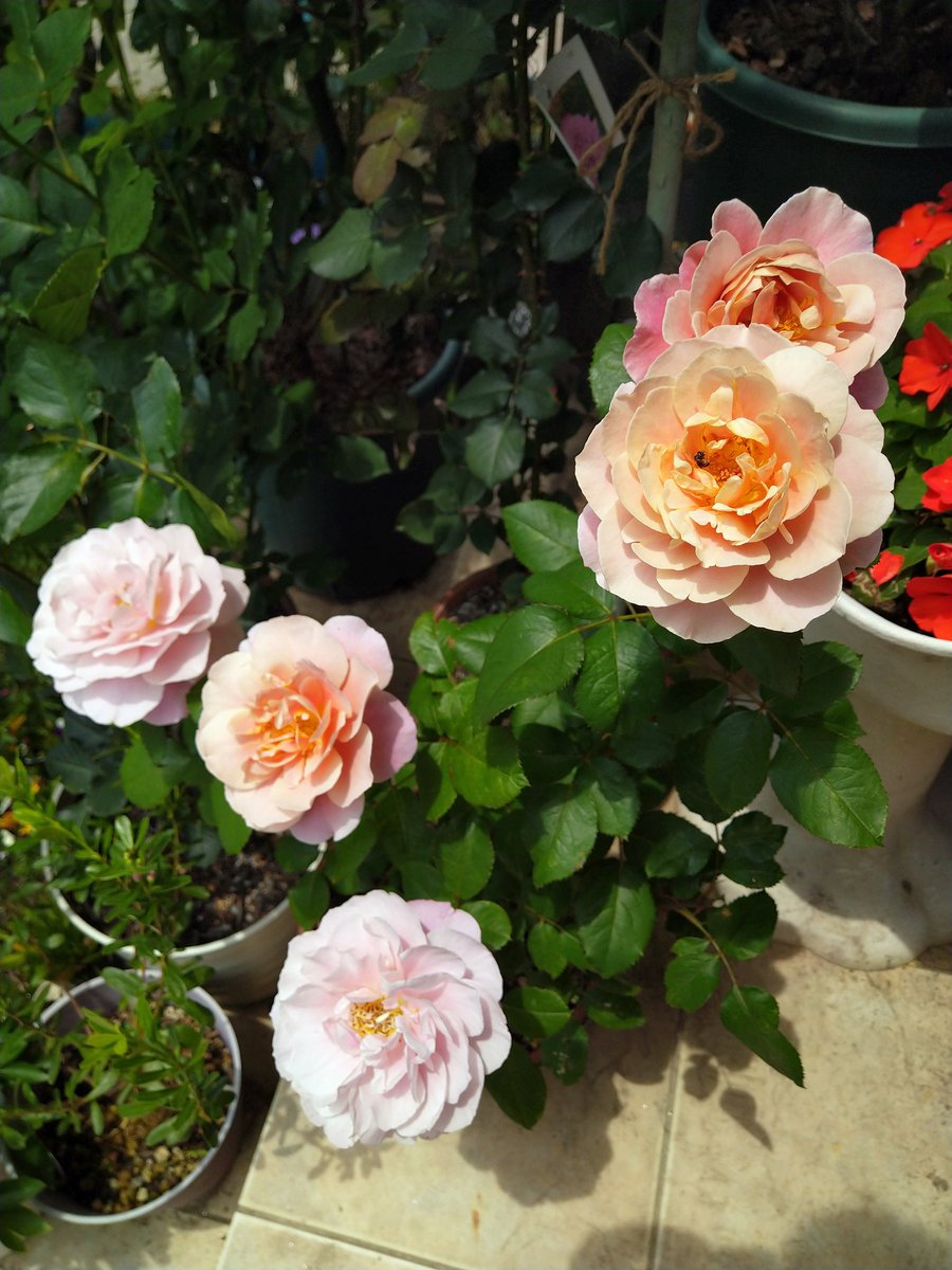 Juneberry0607 Juneberry0607 Twitter