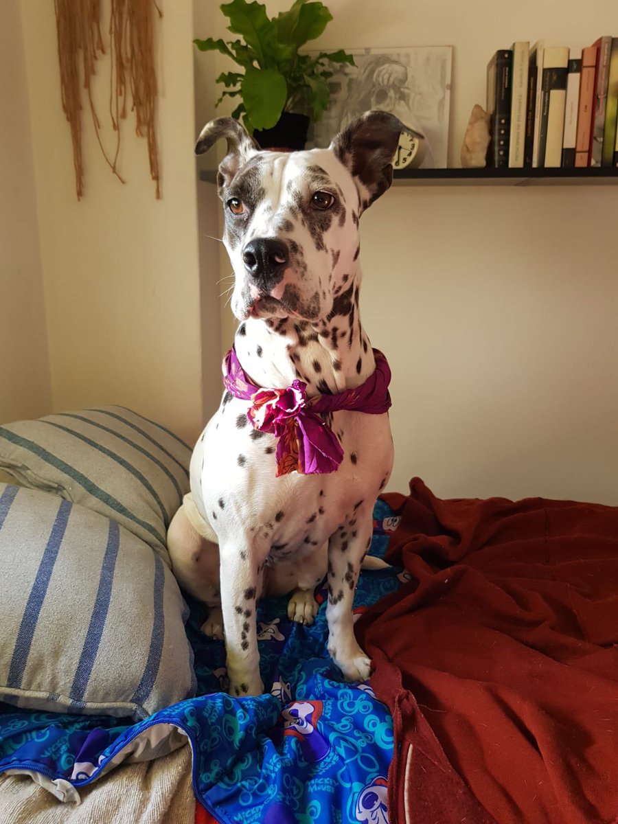 #URGENTEPALERMO! RT, x favor!!!Una amiga,Melany encontró esta perra en LOS LAGOS DE PALERMO con este pañuelo violeta! Se necesita encontrar a los dueños o un tránsito. No puede tenerla en su casa porque está prohibido animales. La tiene en el auto. El celu es 1167156098.