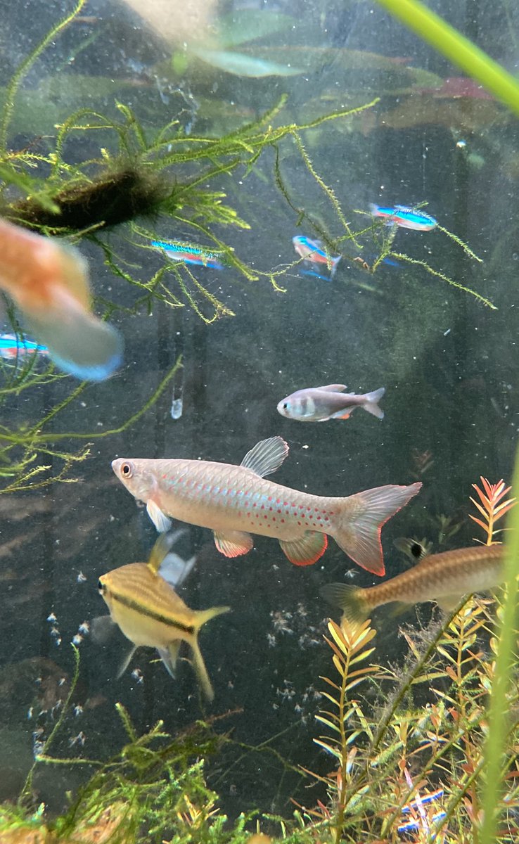 650Us5DrwMwLFJE's tweet photo. Copeina guttata(コペイナ・グッタータ)とCopella sp.gracilis(コペラ ・ブラットレッドジュタイ)が自分の中でこの種類の最高峰なのだけれど、それが今同じ水槽にいる奇跡。
今後生きているうちはこの機会は無さそう。
#copella #copeina #Pyrrhulina #コペラ #ピリューリナ #自己満足 https://t.co/gknWDamHkk