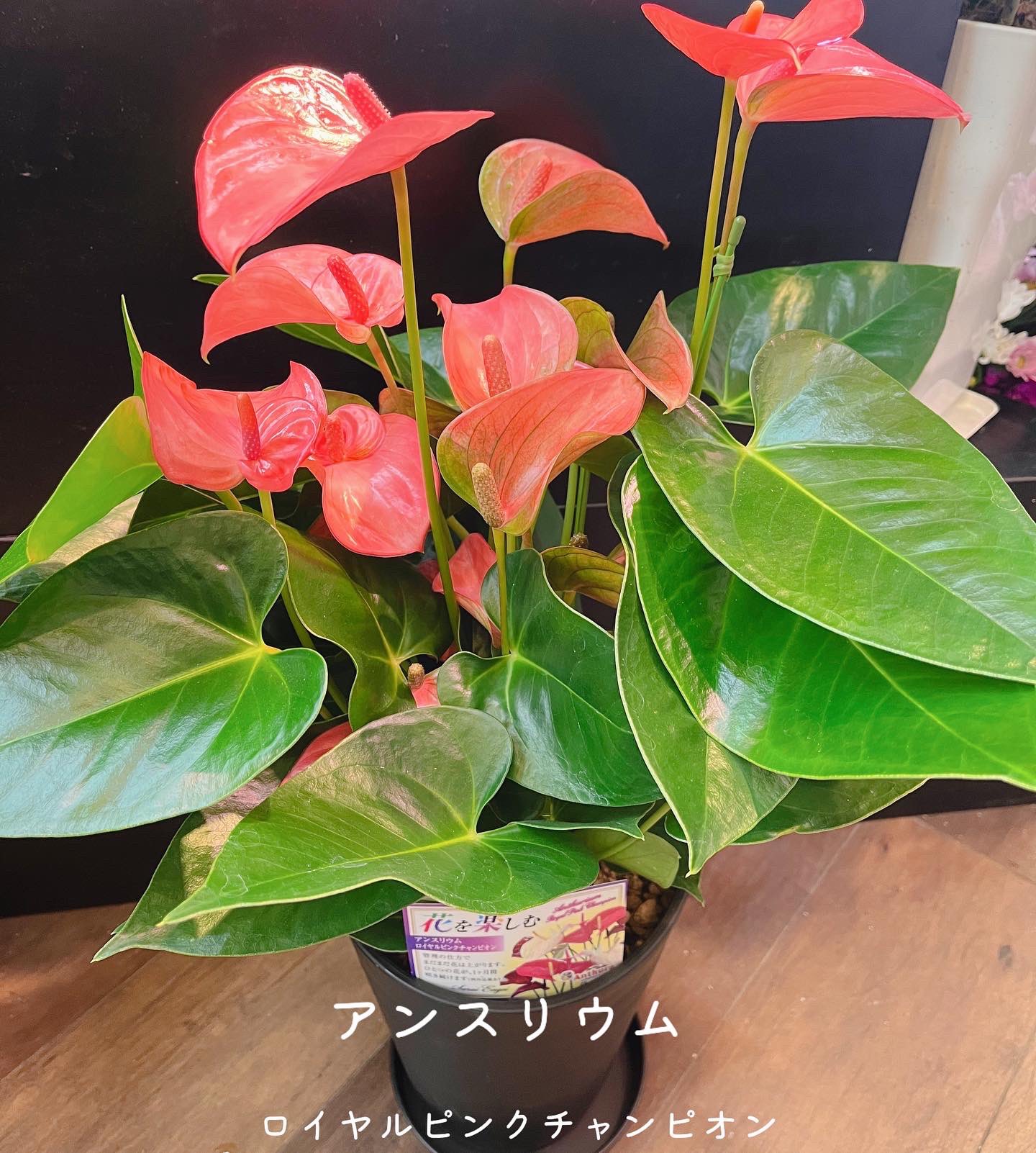 Follow 黒沢生花店 S Kurosawaflower Latest Tweets Twitter