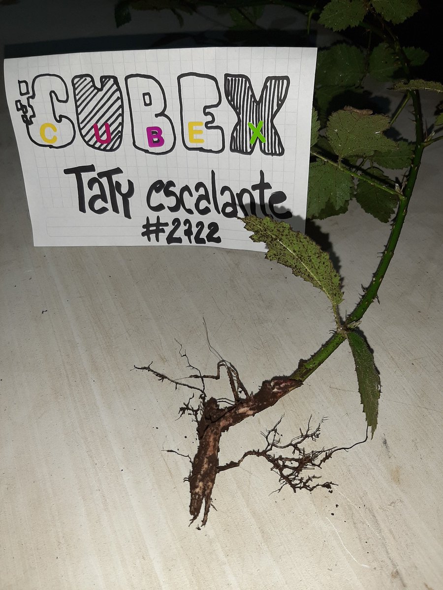 Tatyescalante's tweet photo. #LetsBuild but first, #LetsCare of the things what we already have 🌳🌎 @cubexnft @DrHabbabi @banging @sunflowerr_nft #IamCubeX https://t.co/dsPpn0KJGX