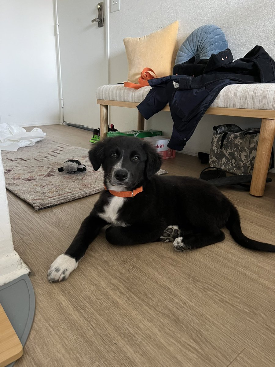 angiemaesmithh's tweet photo. Meet Scout! I wanted to name him Tiger but that got vetoed by upper mgmt.

He’s already made it clear that he now owns the place (hence the paper towels).

He also peed on me on the way home so I guess he owns me now, too.

#puppy #dogsofgolf https://t.co/FmhhJb9sbe