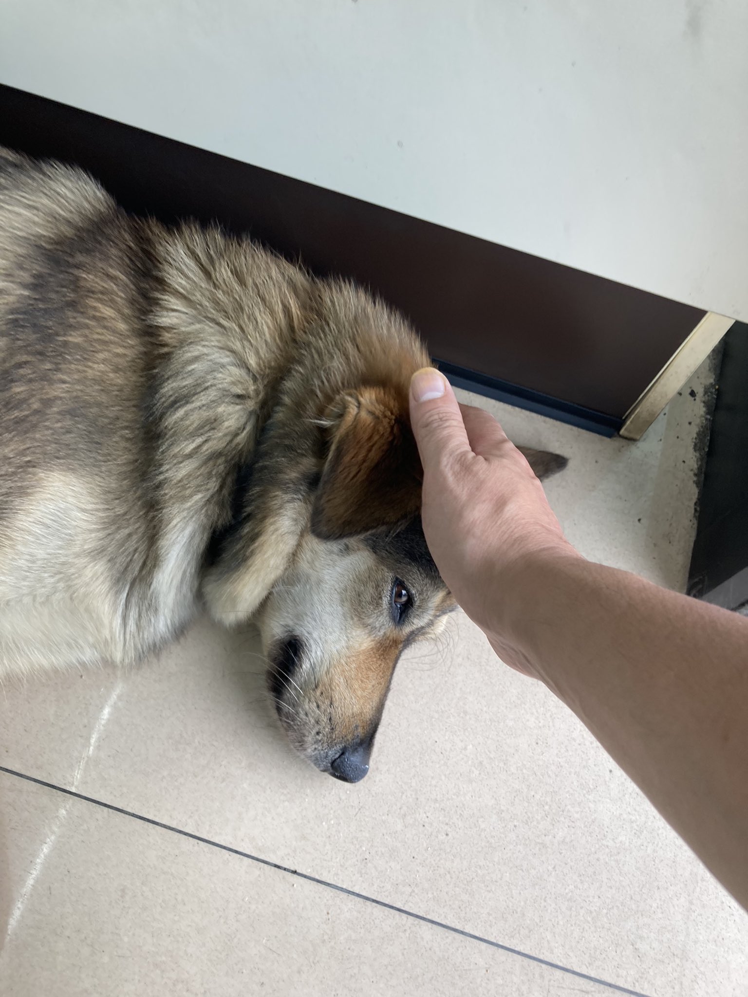 コンビニ犬 Twitter Search Twitter