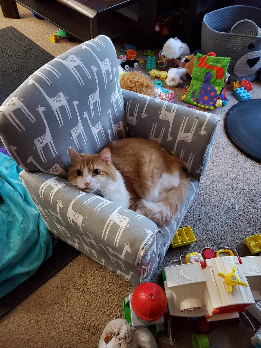 iamtuckercat's tweet photo. I stole the little humans chair, it makes a wonderful bed #cat #ねこ #猫 https://t.co/JcLR4WGq00
