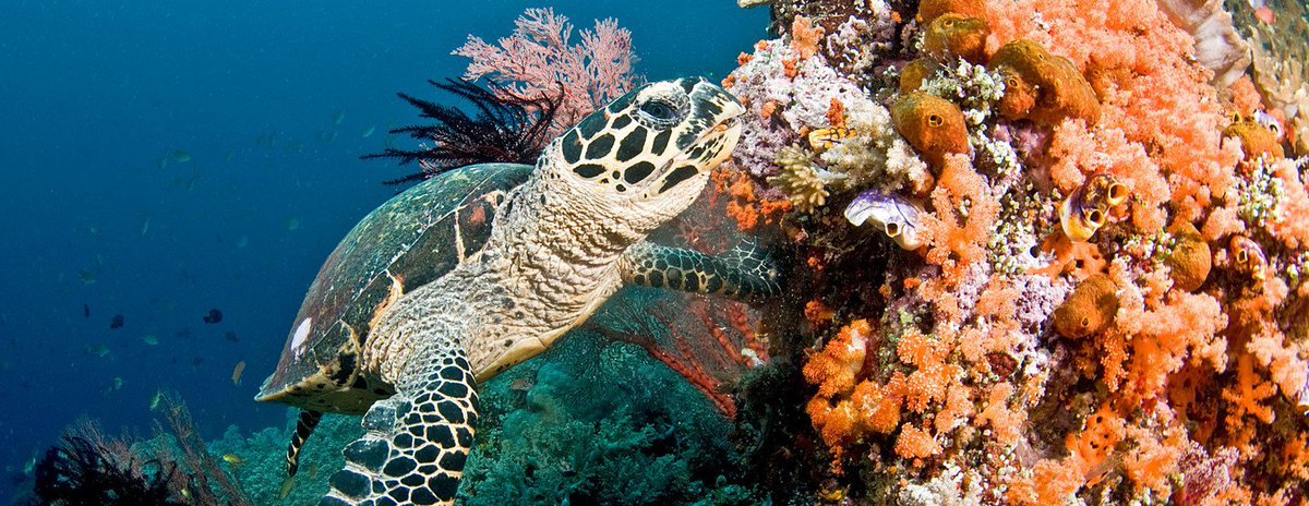 MalySosa1's tweet photo. 🐠🐟Casos de blanqueamiento de coral al alza, ponen en riesgo la vida marina, los Jardineros de Coral trabajan por conservar el ecosistema.🐟🐠
➟ Haz click al siguiente enlace para seguir leyendo:
https://t.co/lMSPeeIGjc https://t.co/yyeV4VHVWQ