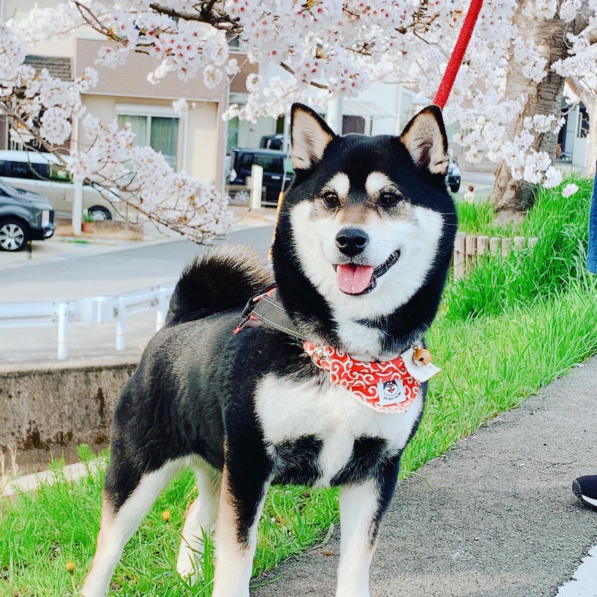近所の犬が脱走している光景に出くわした 出来れば人前で使いたくなかったとある秘技により無事捕獲に成功 3ページ目 Togetter